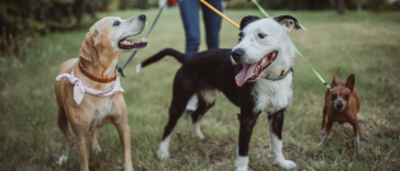 Dog Walking: A Simple Habit with Long-Term Benefits