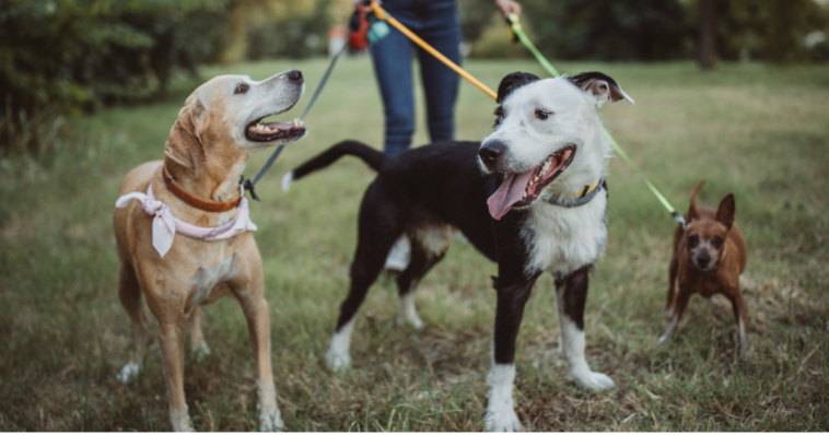 Dog Walking: A Simple Habit with Long-Term Benefits