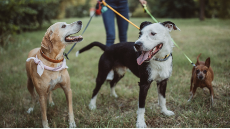 Dog Walking: A Simple Habit with Long-Term Benefits