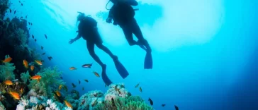 Cozumel Scuba Diving: Best Beginner Ocean Adventure Guide